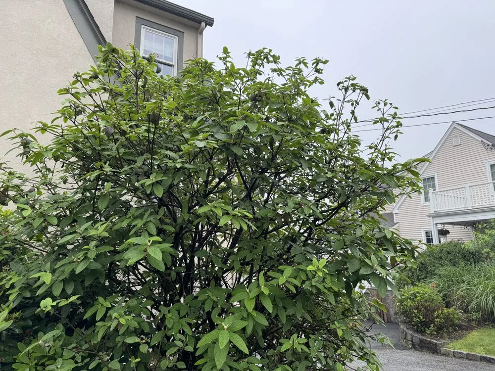 Trusted lawn mowing service experts serving Port Chester, NY - Ricky Tree & Landscaping Services