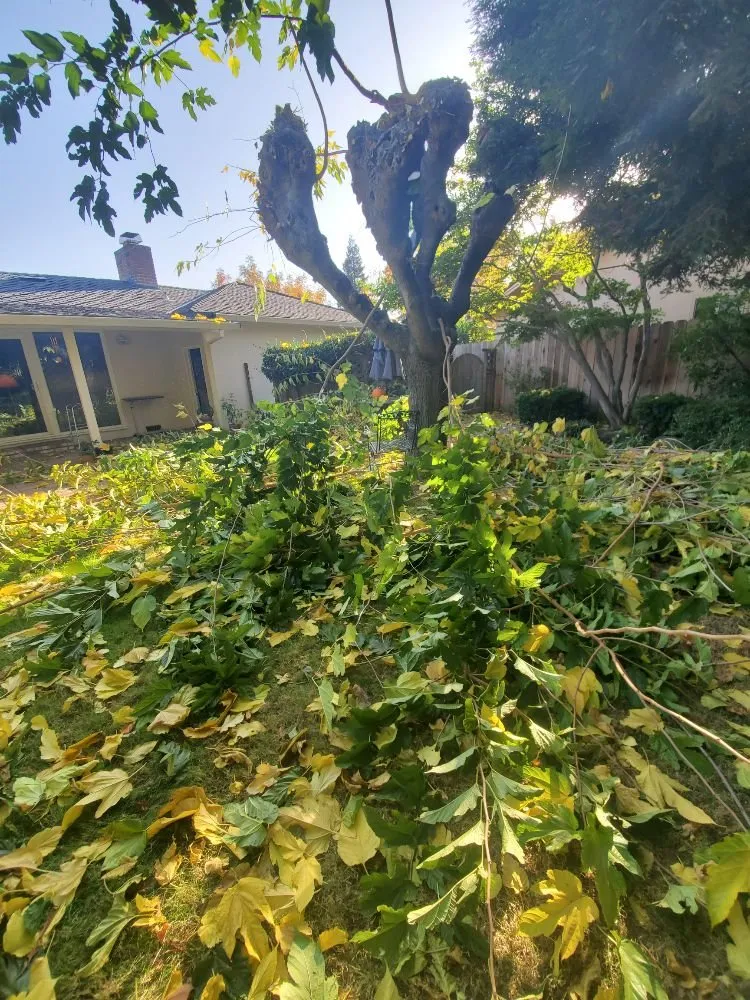 Custom garden landscaping in Lodi, CA by Rickys Gardens Landscaping