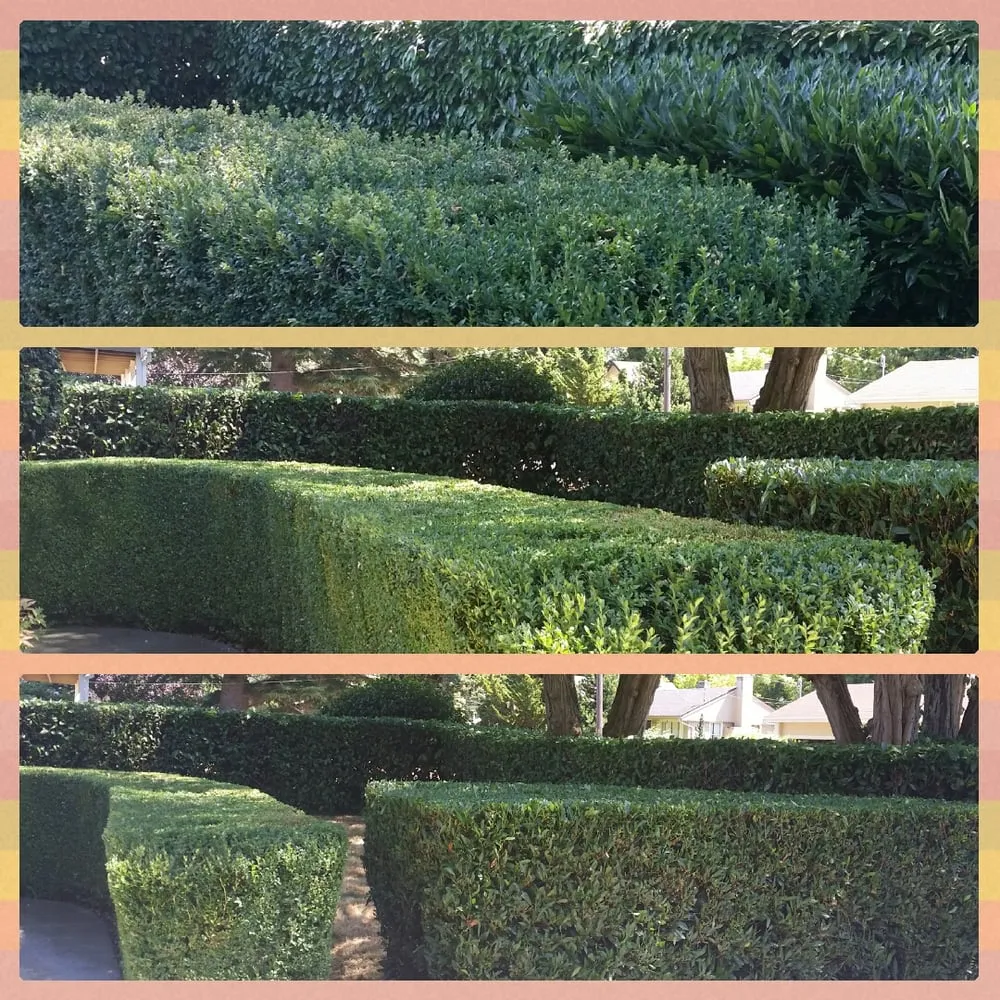 Reliable garden landscaping for outdoor upgrades in Seattle, WA by Ricky's Landscaping and Gardening Services