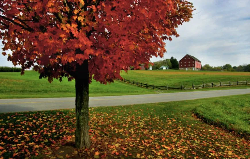 Affordable landscape design in Martinsburg, WV - Ricky’s Litter & Yard Waste Removal