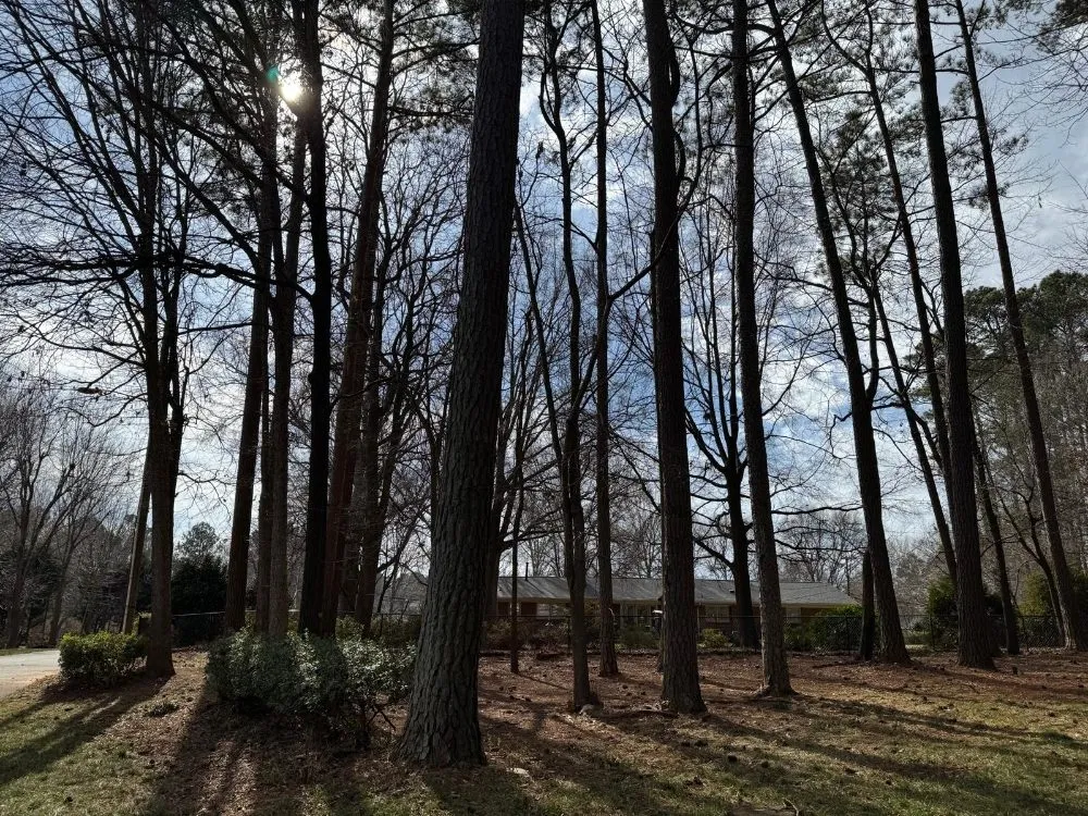 Local yard maintenance for beautiful yards in Charlotte, NC by Ricky's Tree and Landscaping Services