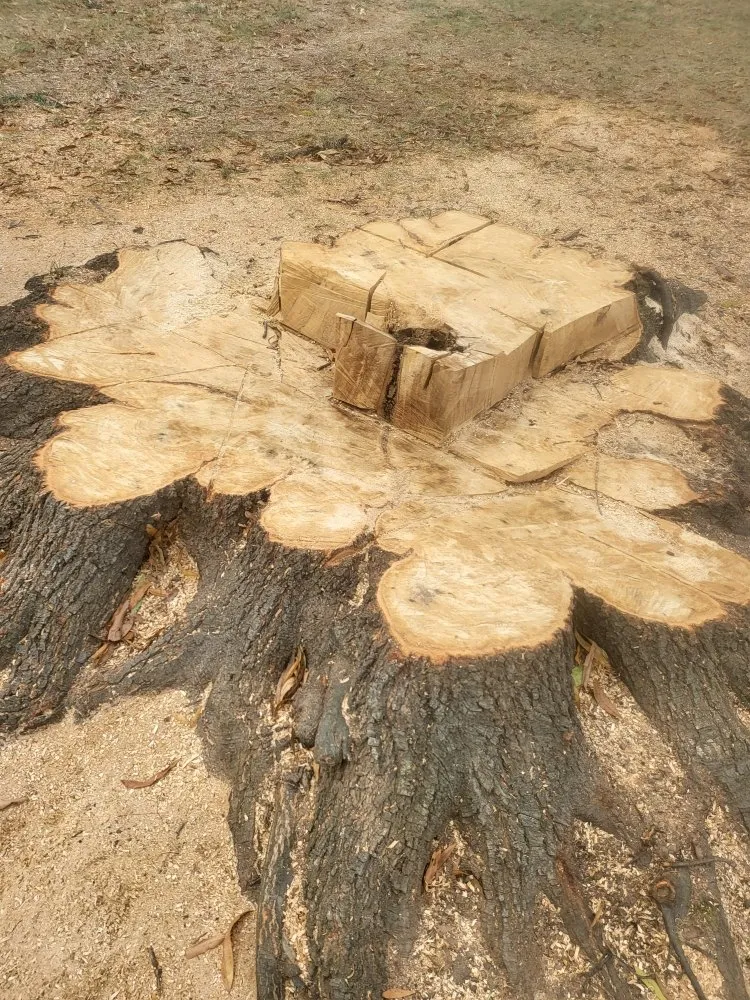 Top-rated landscape installation in Charlotte, NC - Ricky's Tree and Landscaping Services