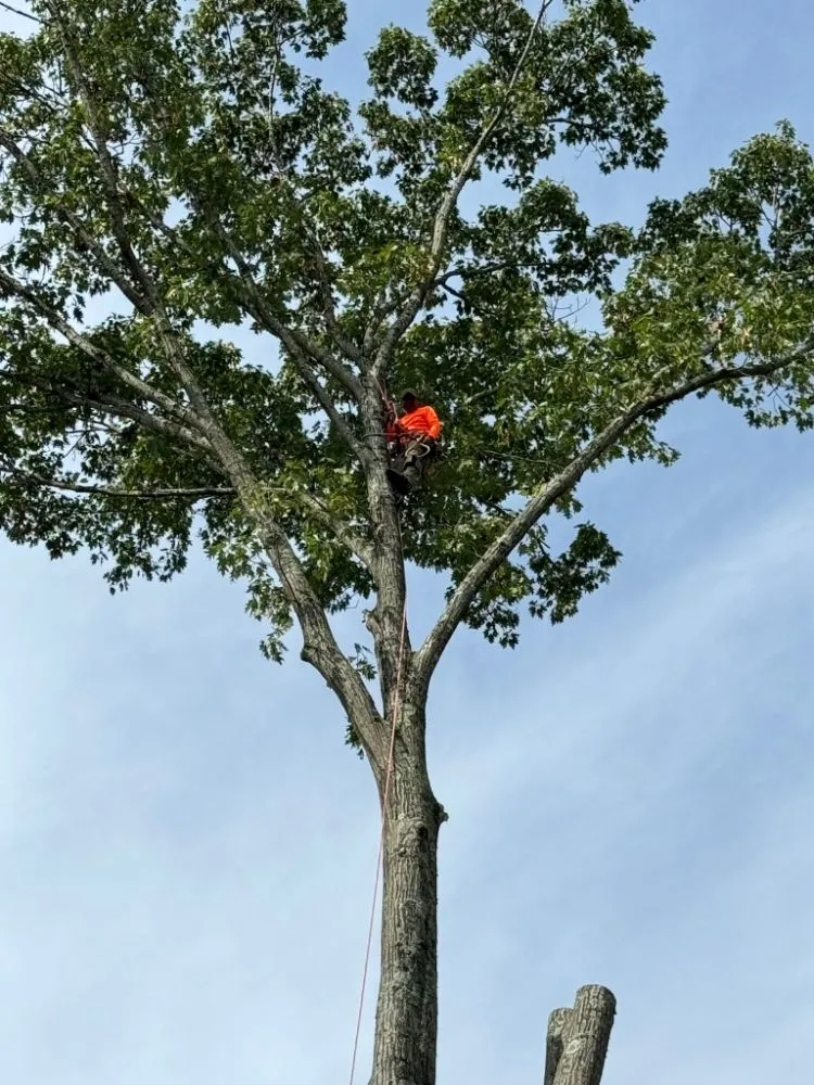 Custom yard maintenance with custom design in Charlotte, NC by Ricky's Tree and Landscaping Services