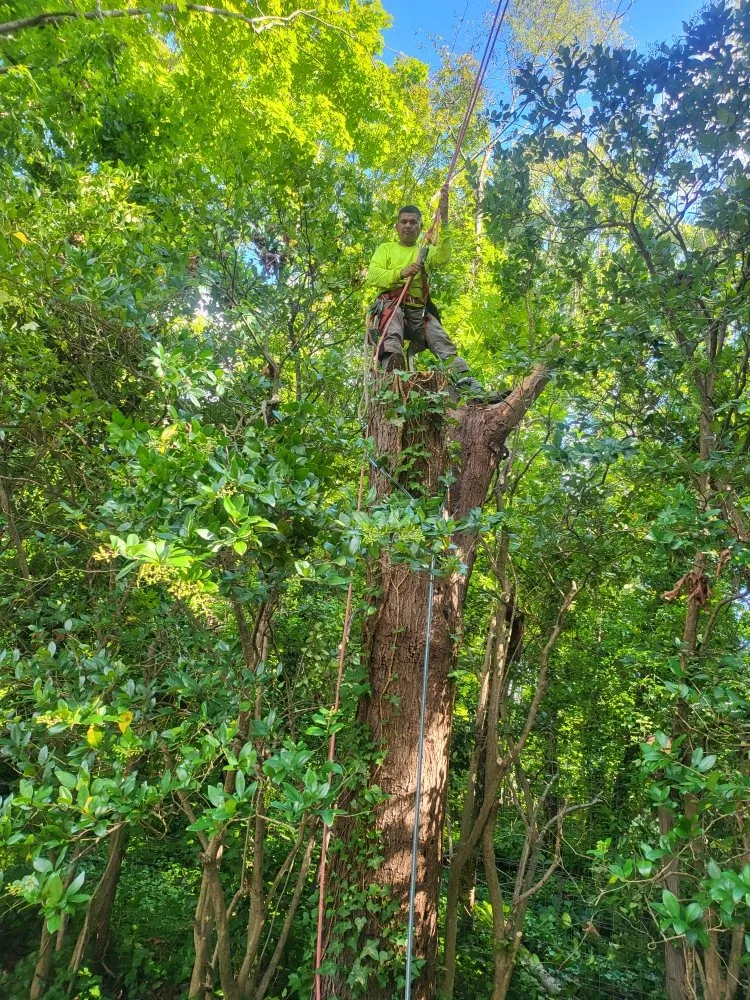 Top-rated lawn care service in Charlotte, NC - Ricky's Tree and Landscaping Services