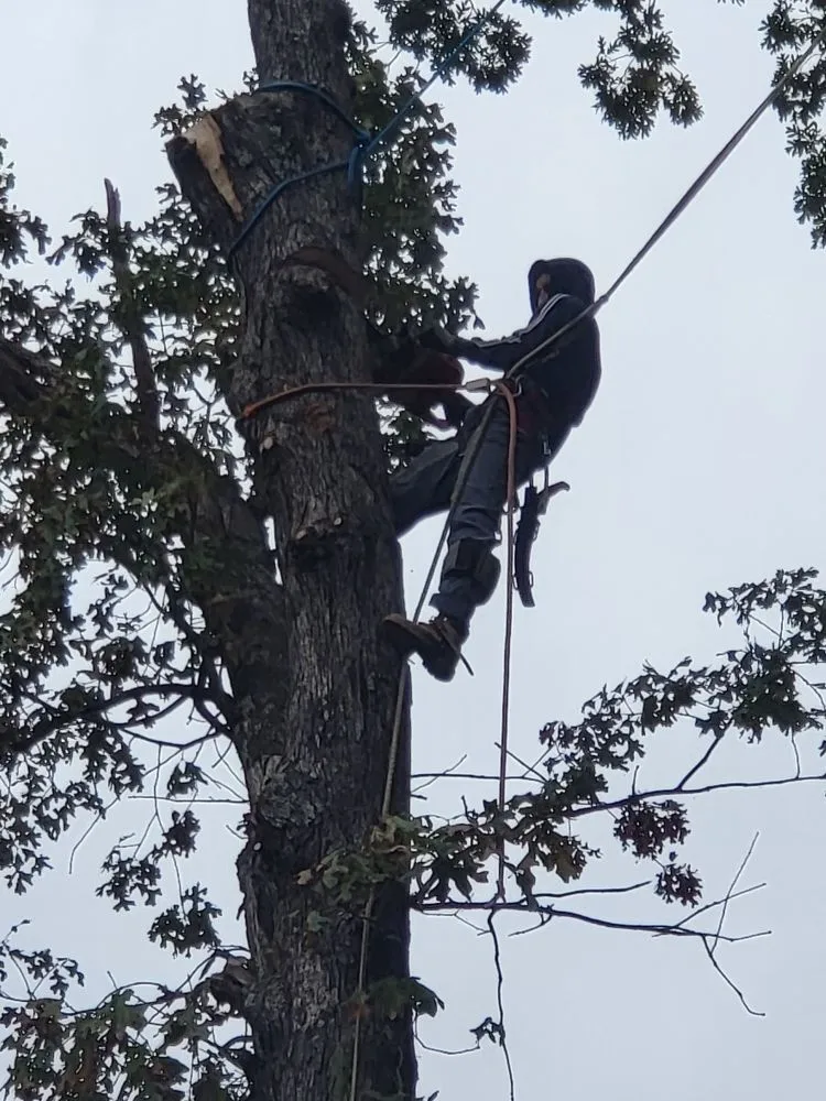 Affordable yard maintenance for beautiful yards across Charlotte, NC - Ricky's Tree and Landscaping Services