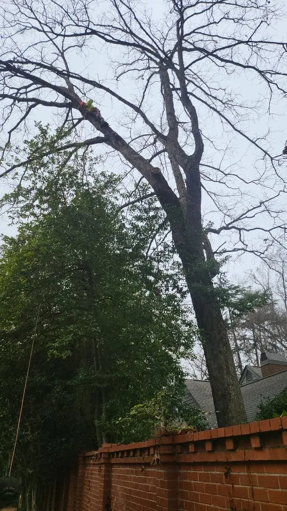 Trusted landscape installation in Charlotte, NC - Ricky's Tree and Landscaping Services