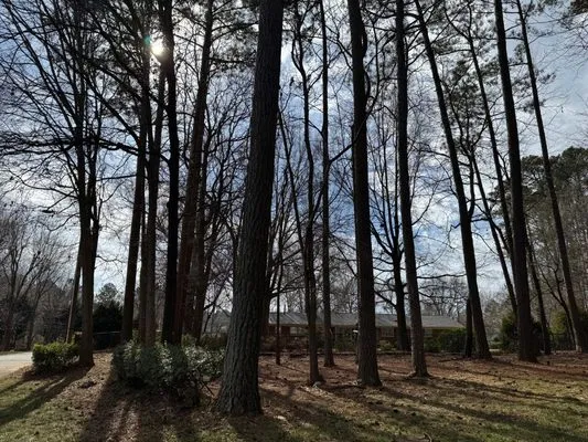 Ricky's Tree and Landscaping Services Logo