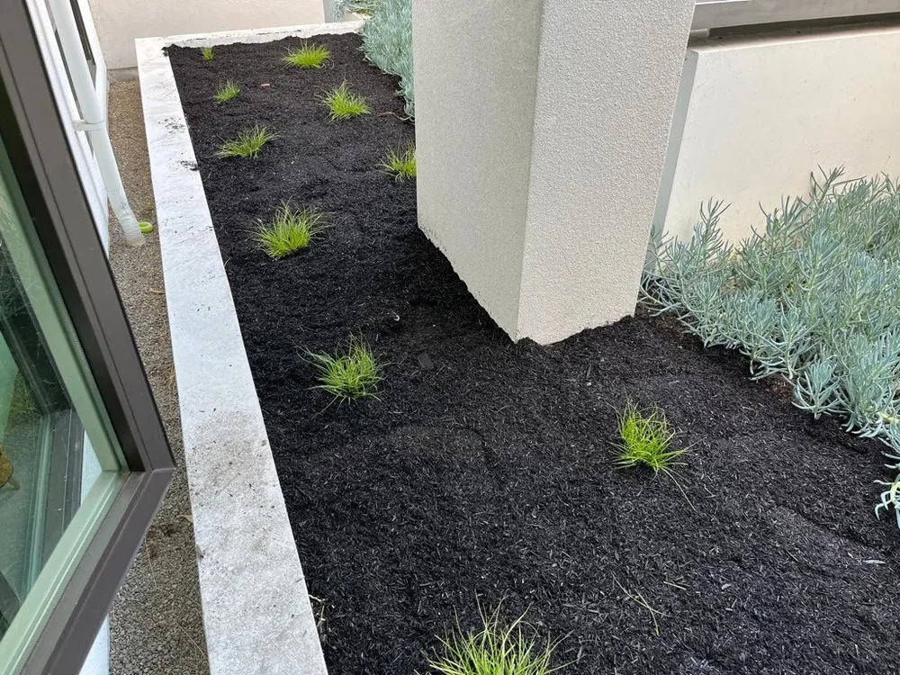 Reliable lawn care service in Campbell, CA - Rico Landscape