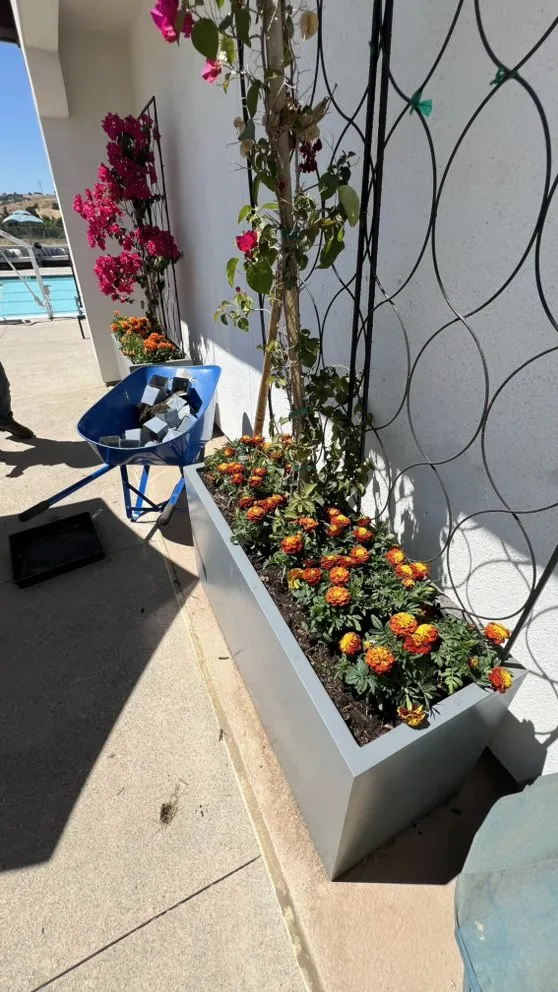 Reliable lawn mowing service experts serving Campbell, CA - Rico Landscape