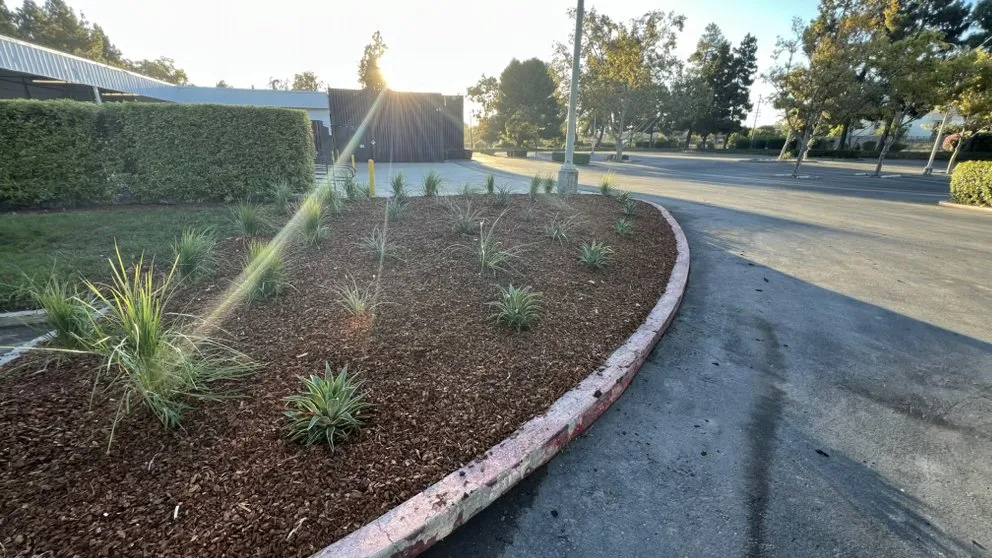 Professional outdoor landscaping in Campbell, CA by Rico Landscape
