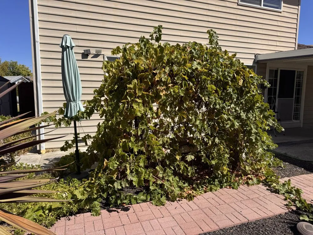 Local landscape installation in Campbell, CA - Rico Landscape