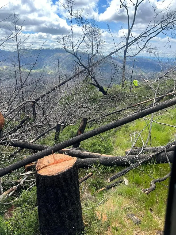 Top-rated residential landscaping in Kelseyville, CA by Rico Tree Service