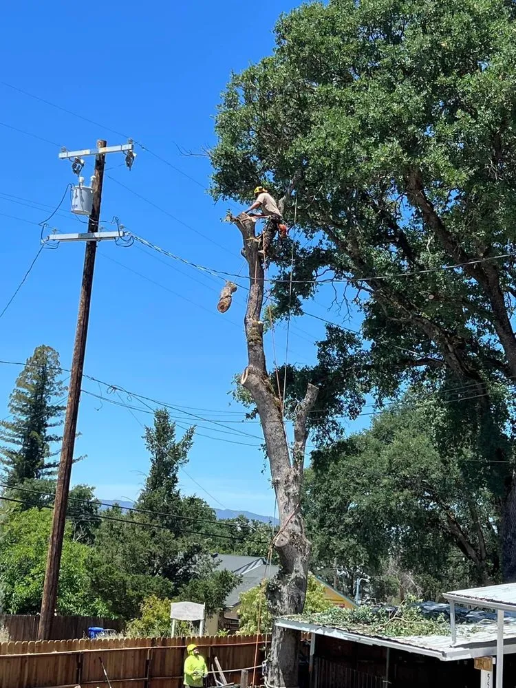 Local outdoor landscaping experts serving Kelseyville, CA - Rico Tree Service