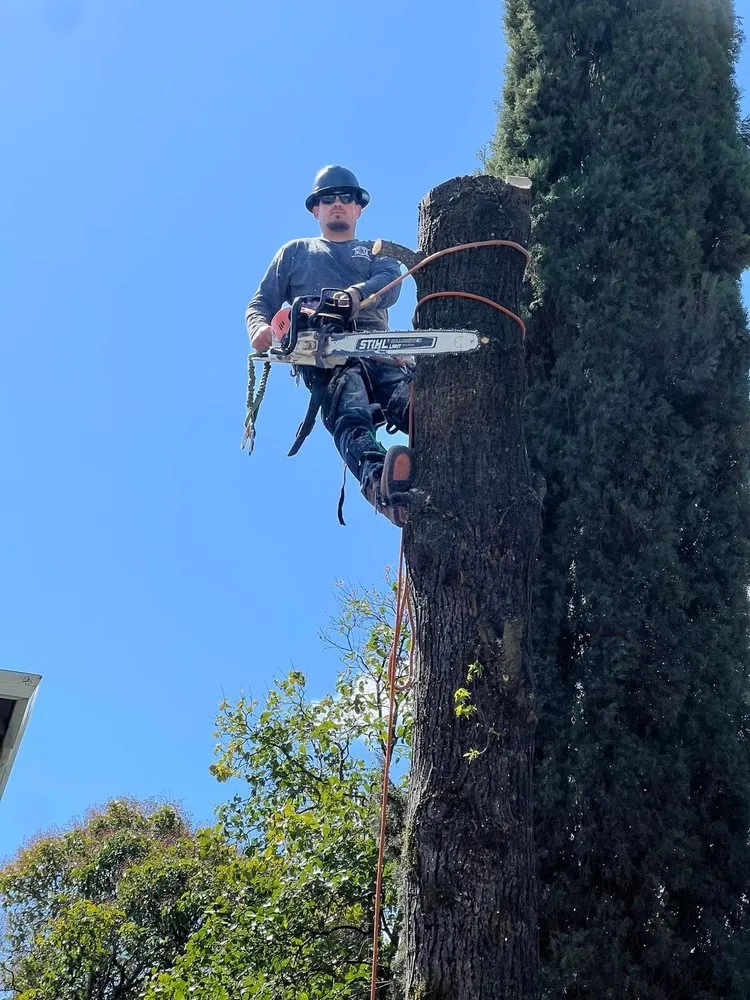 Trusted landscape installation in Kelseyville, CA - Rico Tree Service