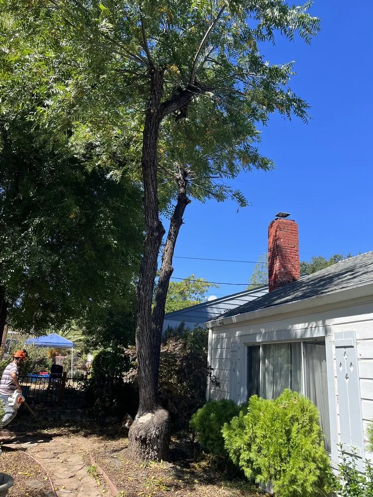 Local yard cleanup service for homes in Kelseyville, CA by Rico Tree Service