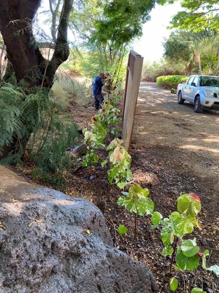 Expert lawn mowing service in Lahaina, HI - Rico's Landscaping