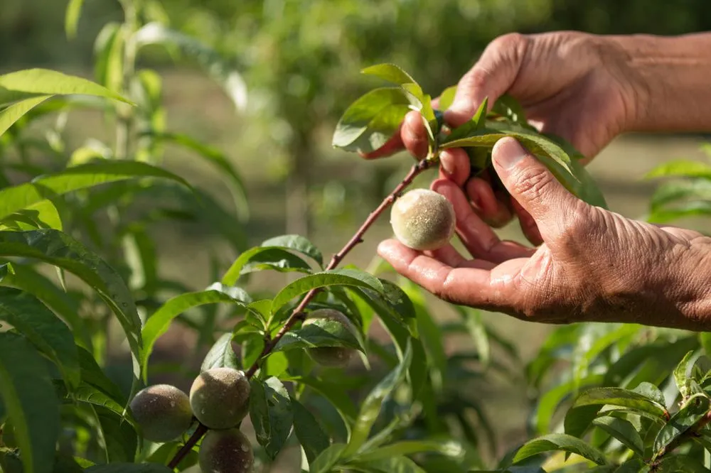 Professional yard cleanup service for year-round maintenance in Malibu, CA by Rico's Organics