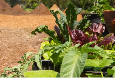 Trusted landscaping services for homes across Malibu, CA - Rico's Organics