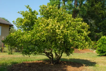 Expert lawn mowing service for outdoor upgrades in Malibu, CA by Rico's Organics