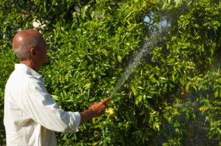 Reliable yard maintenance in Malibu, CA - Rico's Organics