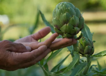 Professional yard maintenance for beautiful yards in Malibu, CA by Rico's Organics