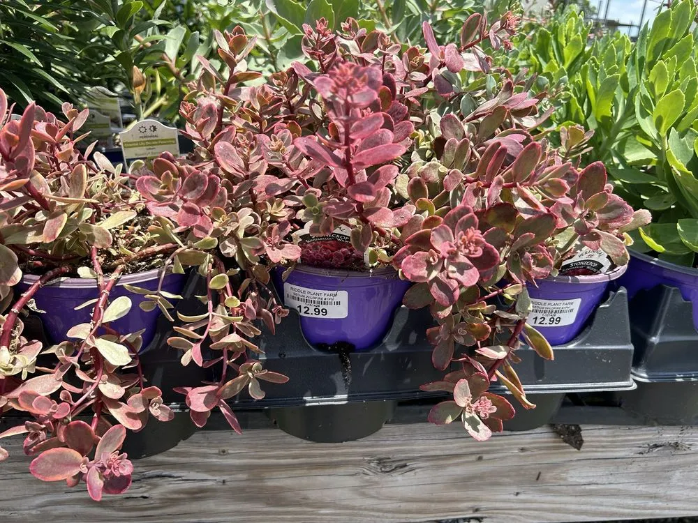 Professional garden landscaping experts serving Broken Arrow, OK - Riddle Plant Farm & Landscaping