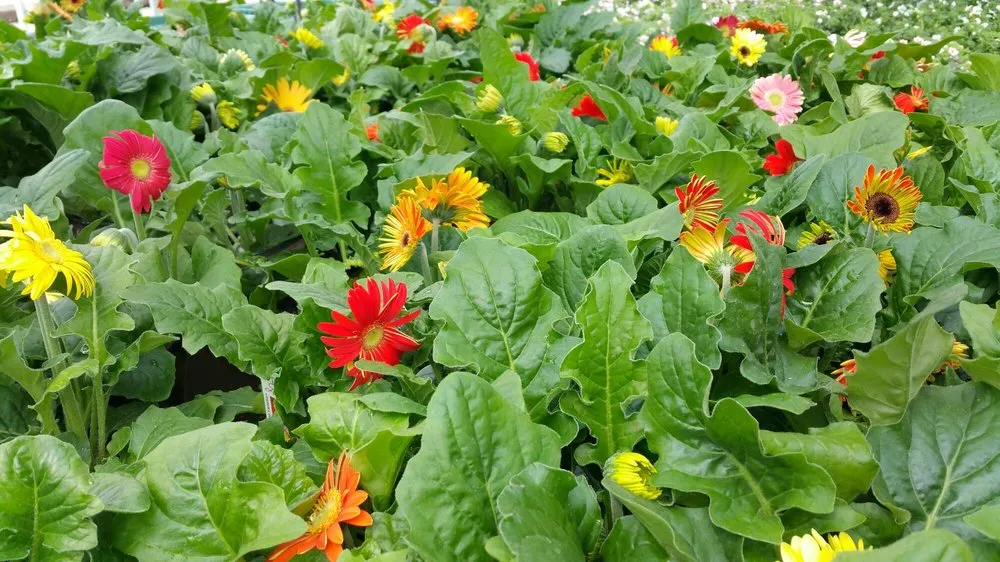 Reliable yard cleanup service for residential properties across Broken Arrow, OK - Riddle Plant Farm & Landscaping