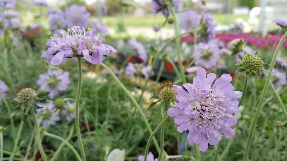 Expert lawn care service for outdoor upgrades in Broken Arrow, OK by Riddle Plant Farm & Landscaping