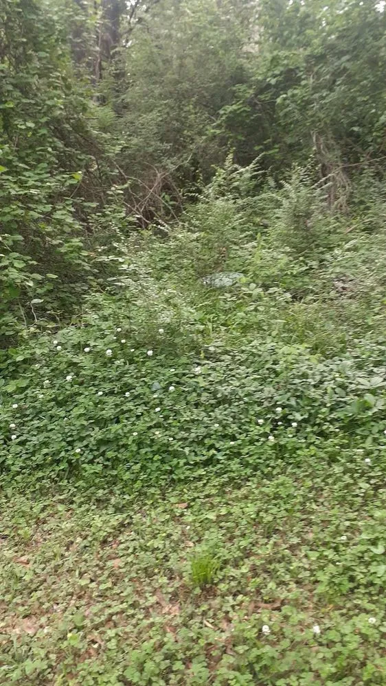 Local landscaping services in Waskom, TX - Riddles Lawn Care Services