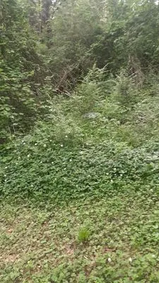 Riddles Lawn Care Services