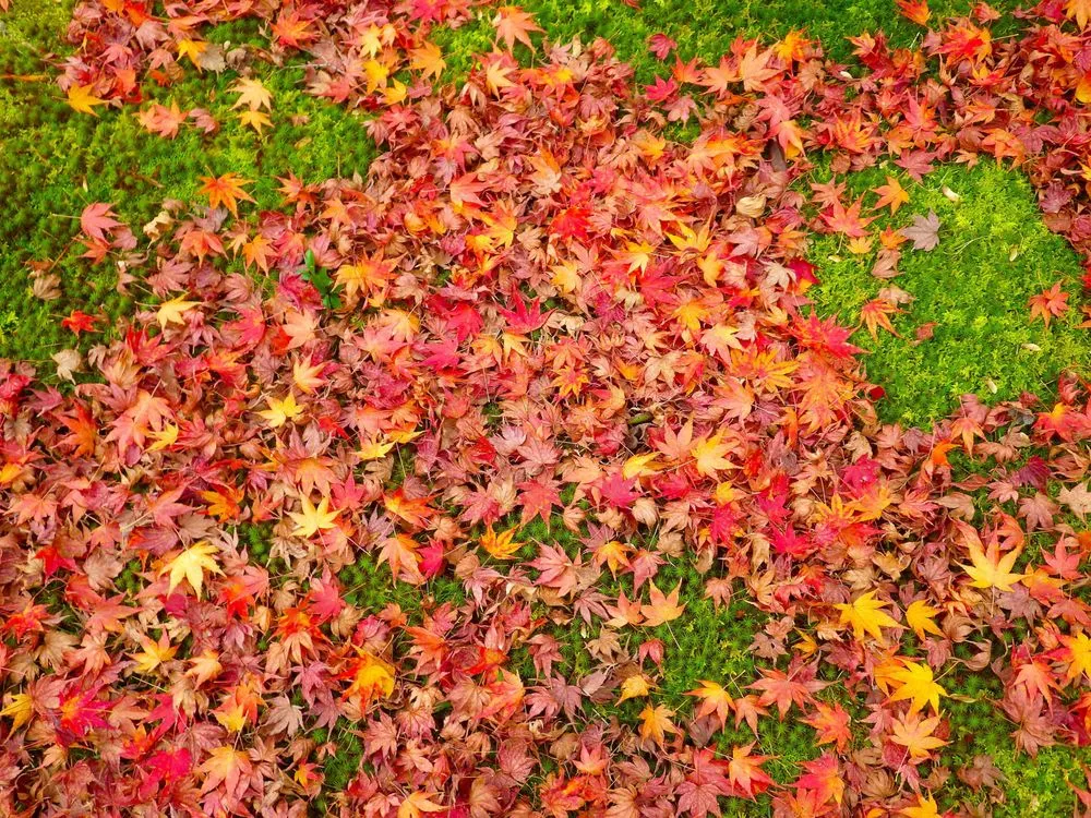 Affordable landscape installation for year-round maintenance in Pendleton, SC by Ride on Lawn Care