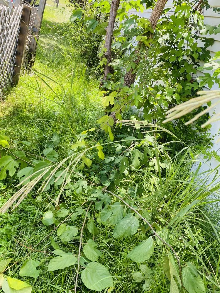 Trusted landscape design for outdoor upgrades in Macon, GA by Rideau's Landcare & Pinestraw