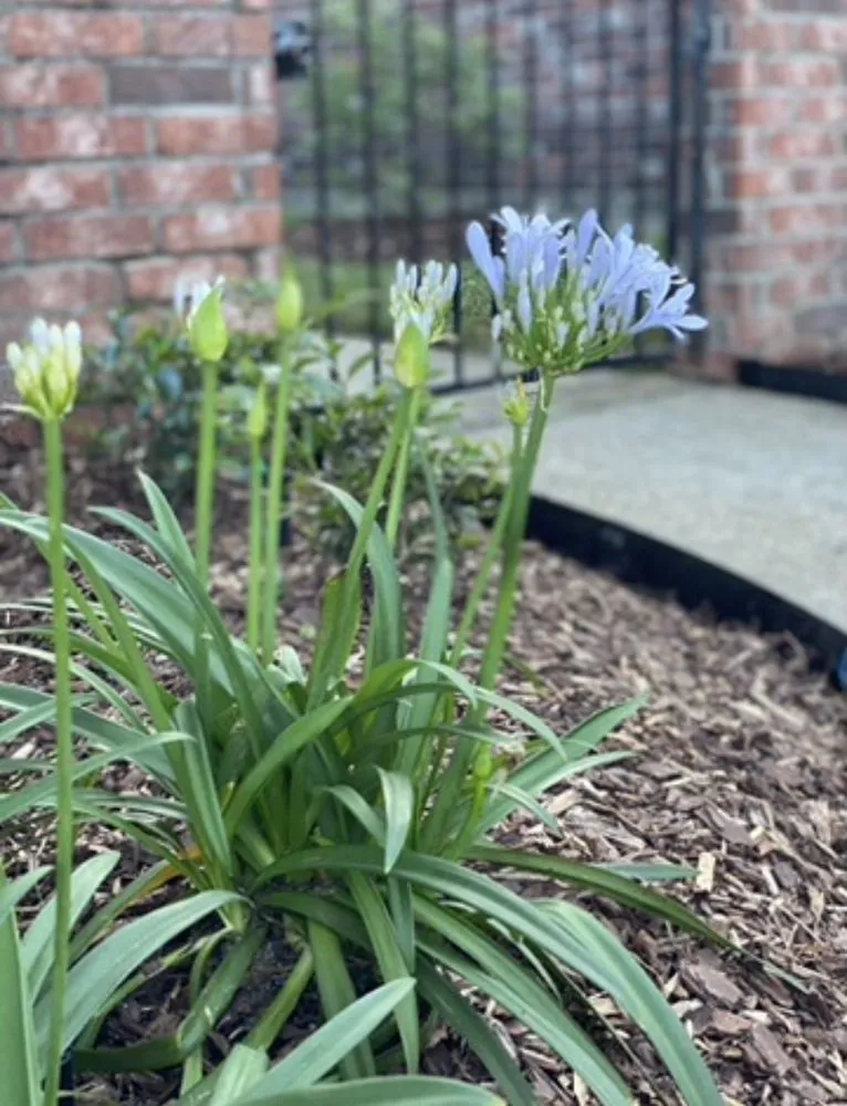 Expert yard cleanup service experts serving Gloster, MS - Ridge Forum Landscaping