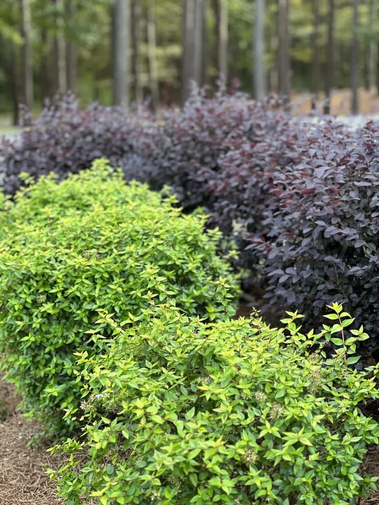 Top-rated outdoor landscaping for year-round maintenance across Gloster, MS - Ridge Forum Landscaping