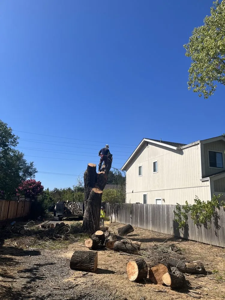 Professional yard maintenance in Healdsburg, CA by Ridge Landscape