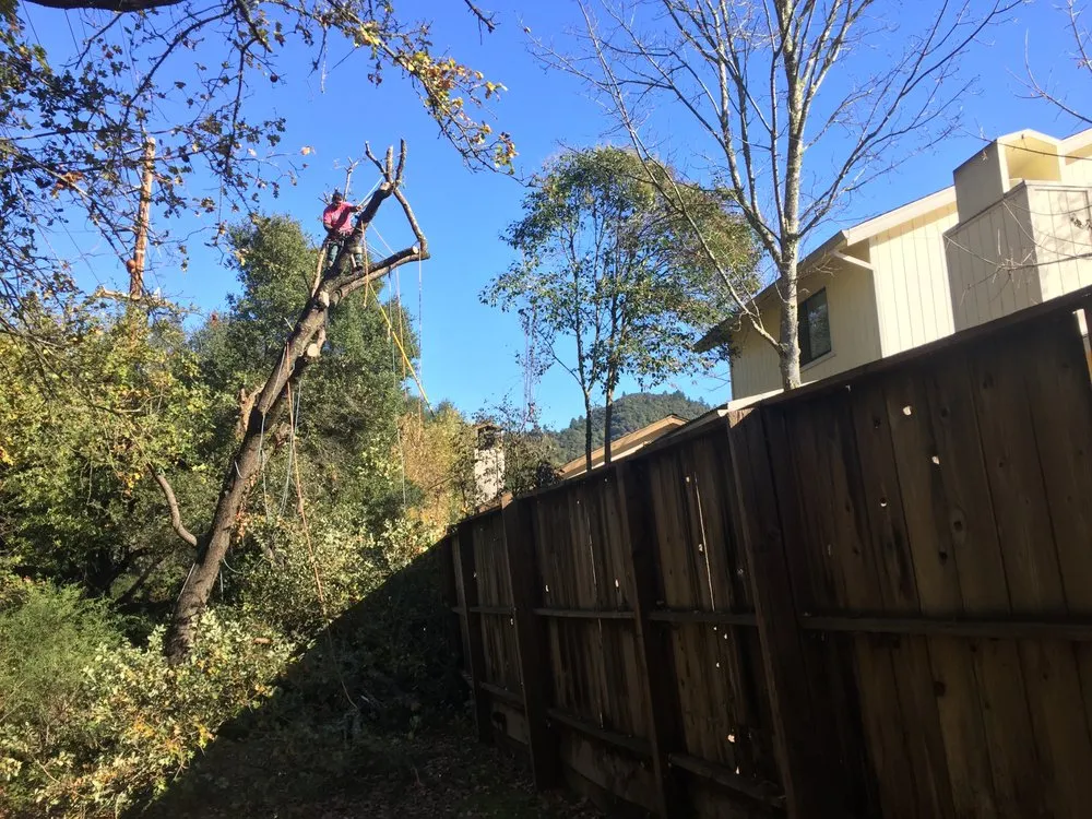 Professional garden landscaping in Healdsburg, CA by Ridge Landscape