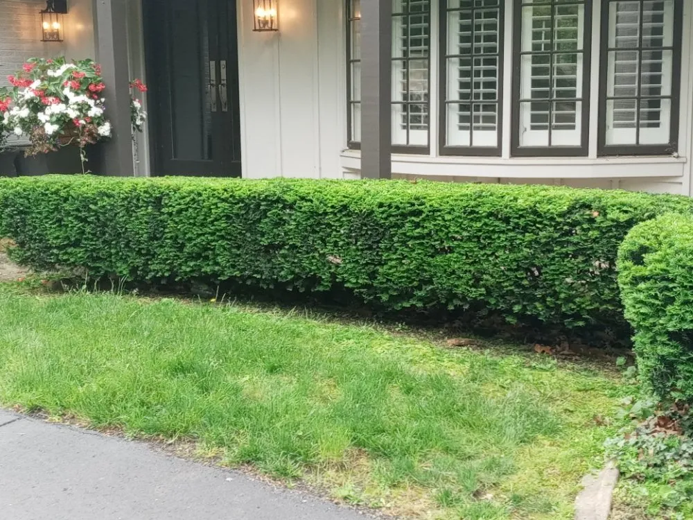 Top-rated yard maintenance for homes across Independence, MO - Ridge Lawn Care