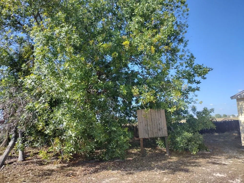 Top-rated landscape design experts serving Lake Placid, FL - Ridge Property Management