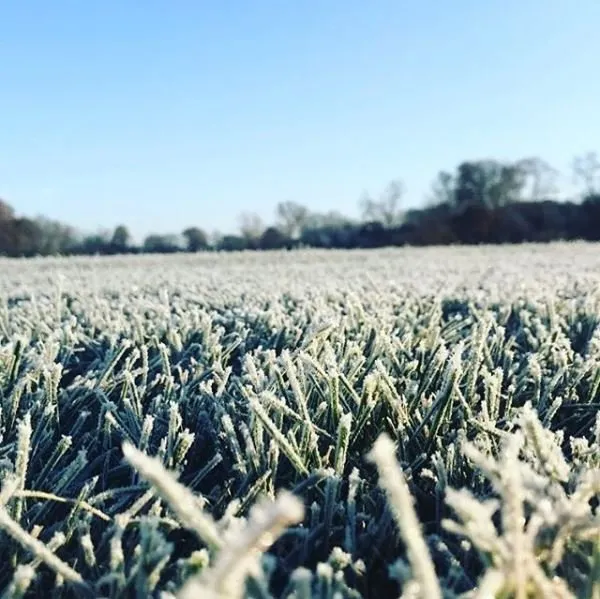 Local landscape installation in Charlottesville, VA by Ridgeline Turf