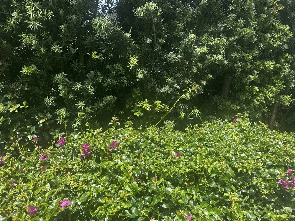 Top-rated landscape design in Davie, FL by Ridge's Landscaping & Lawn Service