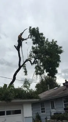 Ridge's Lawn, Tree Removal and Snow