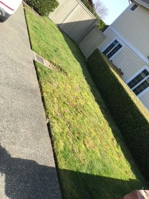 Top-rated yard maintenance for outdoor upgrades in Kent, WA by Ridgewood Landscaping & Hauling Services