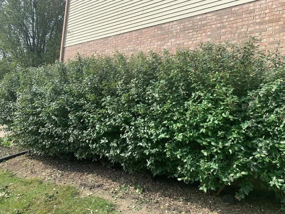 Professional outdoor landscaping in Florence, KY - Ridgewood Professional Services