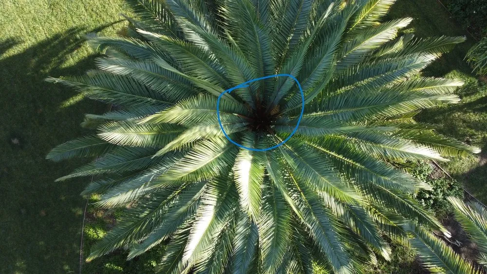 Top-rated lawn care service for outdoor upgrades across Encinitas, CA - Ridgewood Tree and Shrub Care