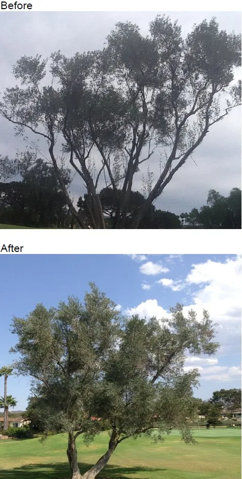 Professional yard maintenance in Encinitas, CA - Ridgewood Tree and Shrub Care