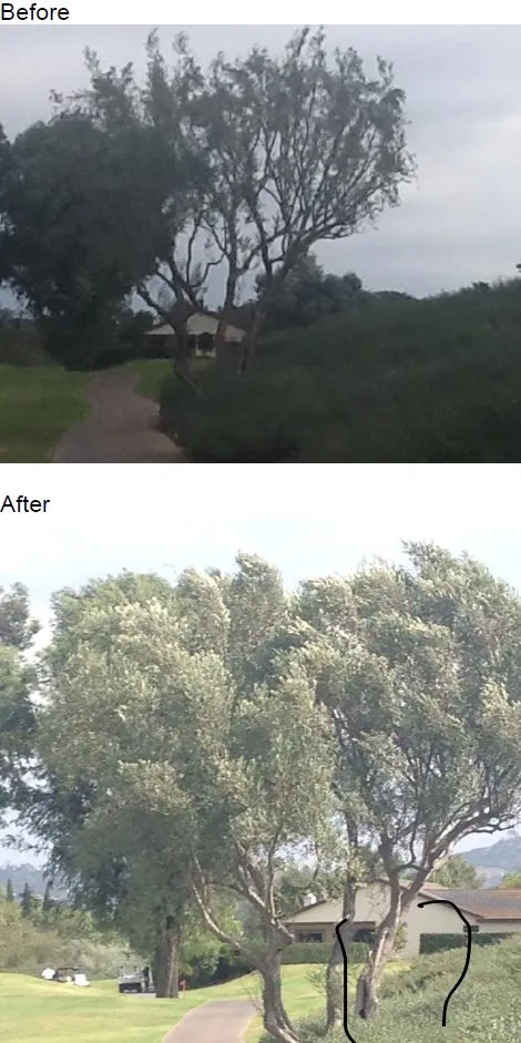 Expert landscaping services experts serving Encinitas, CA - Ridgewood Tree and Shrub Care