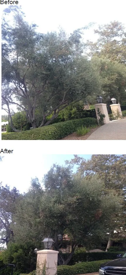 Top-rated landscape installation in Encinitas, CA by Ridgewood Tree and Shrub Care