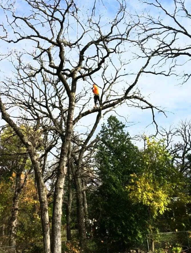 Local landscape design for year-round maintenance in Wonder Lake, IL by Rieke Tree Service