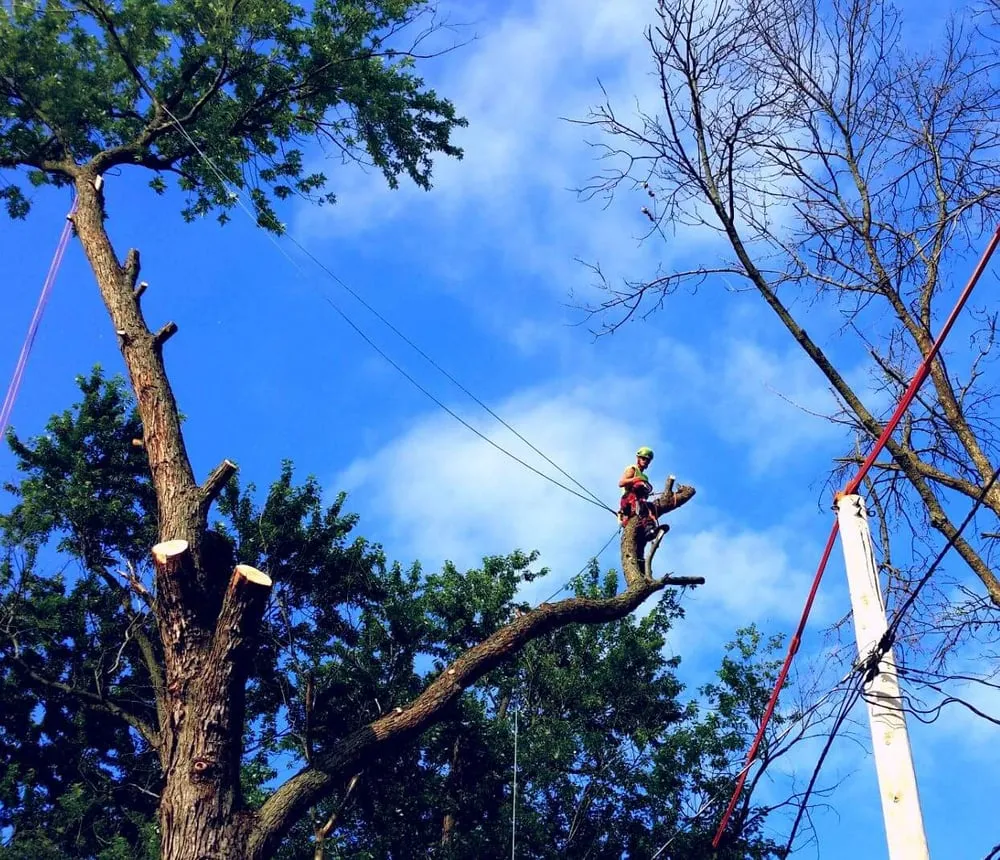 Trusted landscape installation in Wonder Lake, IL by Rieke Tree Service