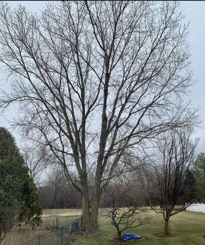 Local landscape design in Wonder Lake, IL - Rieke Tree Service